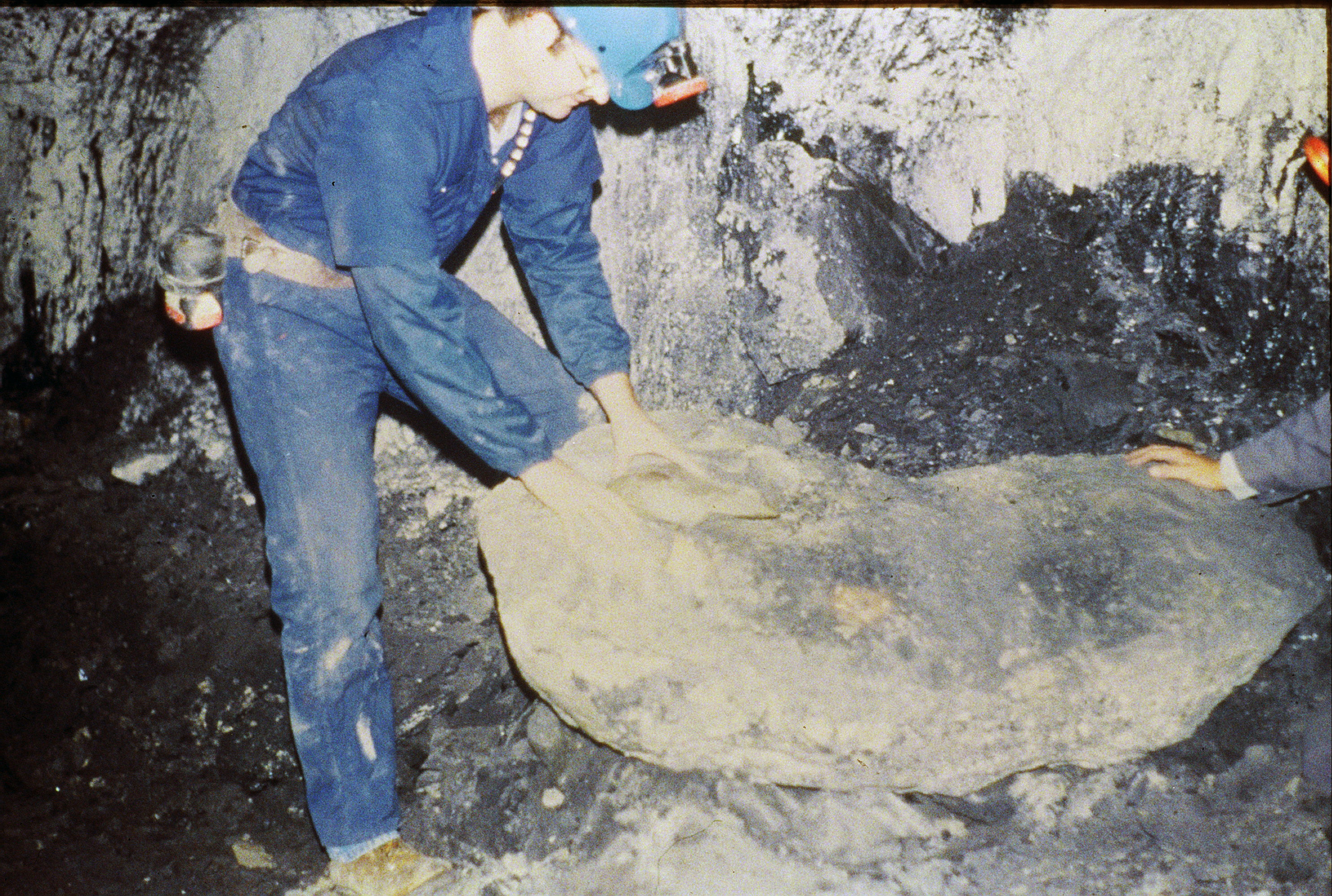 Black shale separating from limestone concretion in roof above the Springfield coal bed, western Kentucky.